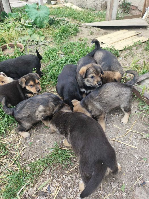 Віддам в добрі руки цуценят - лабрадворчиків