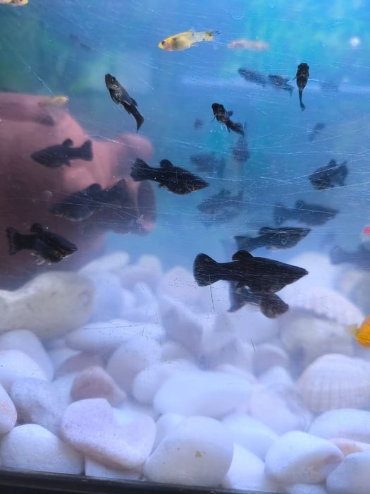 Peixes Mollys pretos