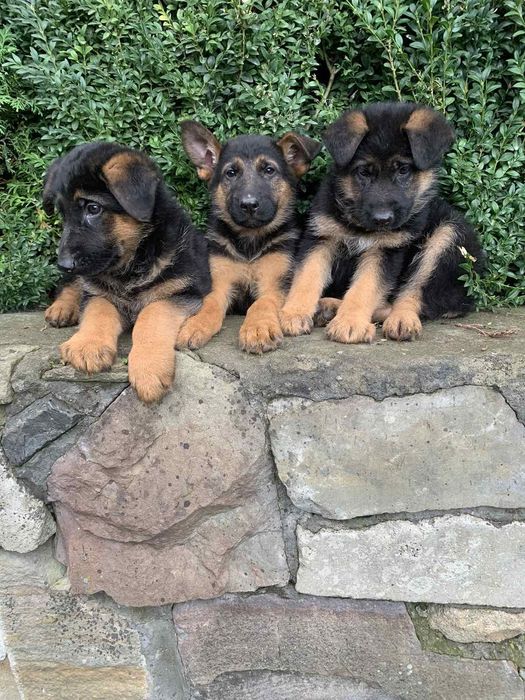 Продаються цуценята