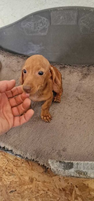 Teckel Macho Miniatura