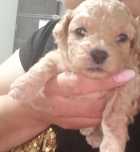 Frispoo Bichon z pudlem szczeniaczki