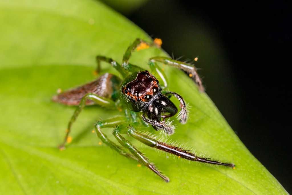 Skakun Artabrus erythrocephalus RARYTAS!! Samiczki