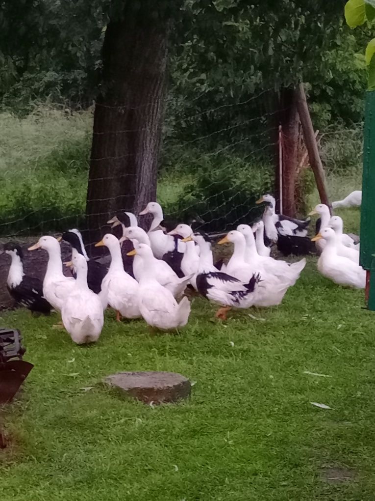 Pisklęta kur niosek gęsi  kaczki Perliczki i kury sprzedam