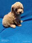 Caniche toy macho