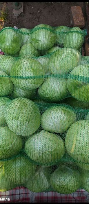 Продам зимнюю капусту Агрессор