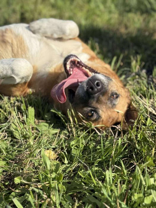 Sally sunia szuka kochającego domu