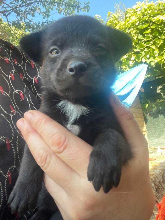 Крошечные щенки в добрую семью.