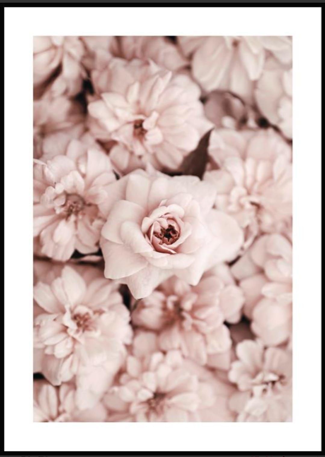 Plakat różowe kwiaty