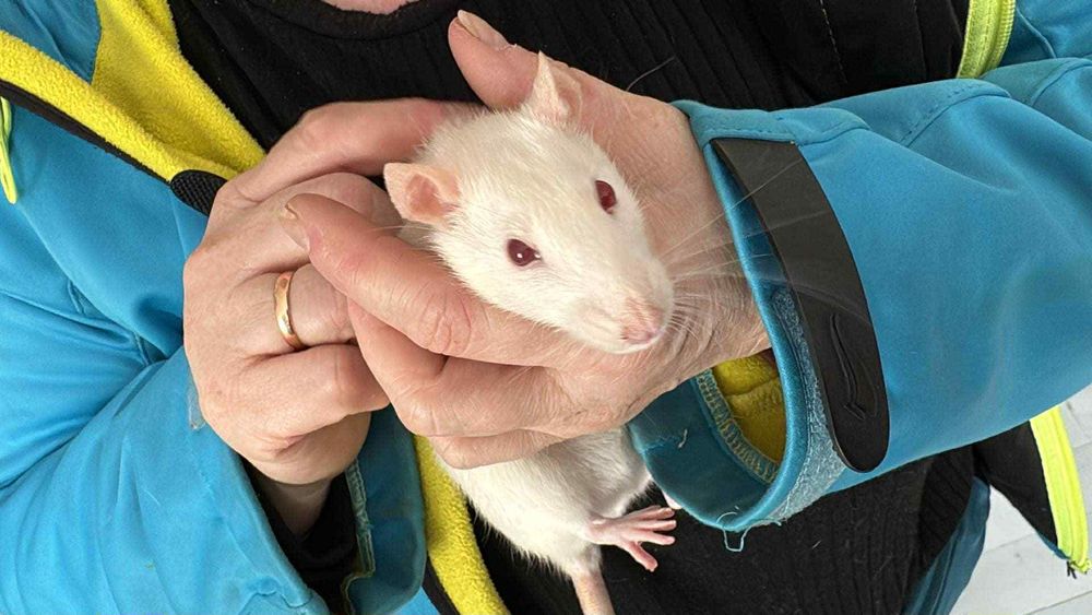 Oddam szczura w dobre ręce