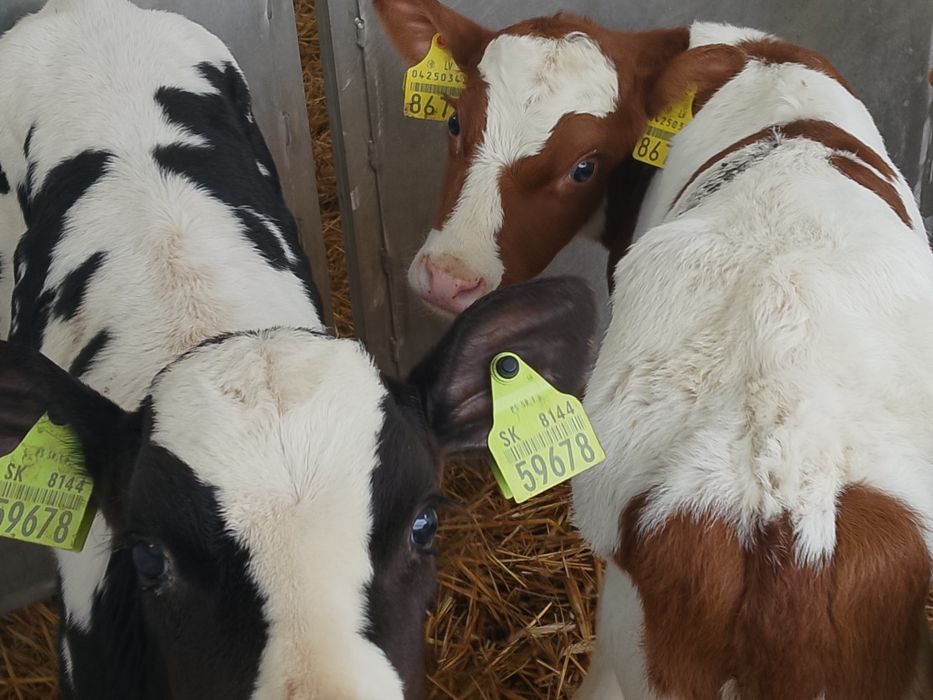 Sprzedam byczki z zdjęcia