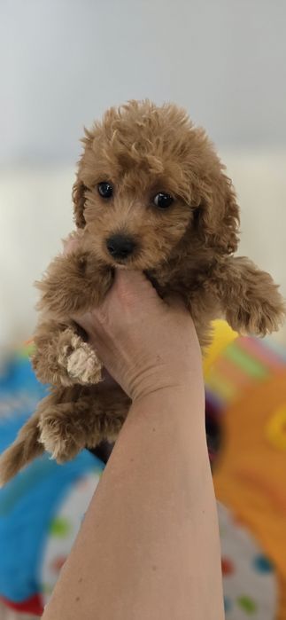 Maltipoo karmelowy chłopczyk