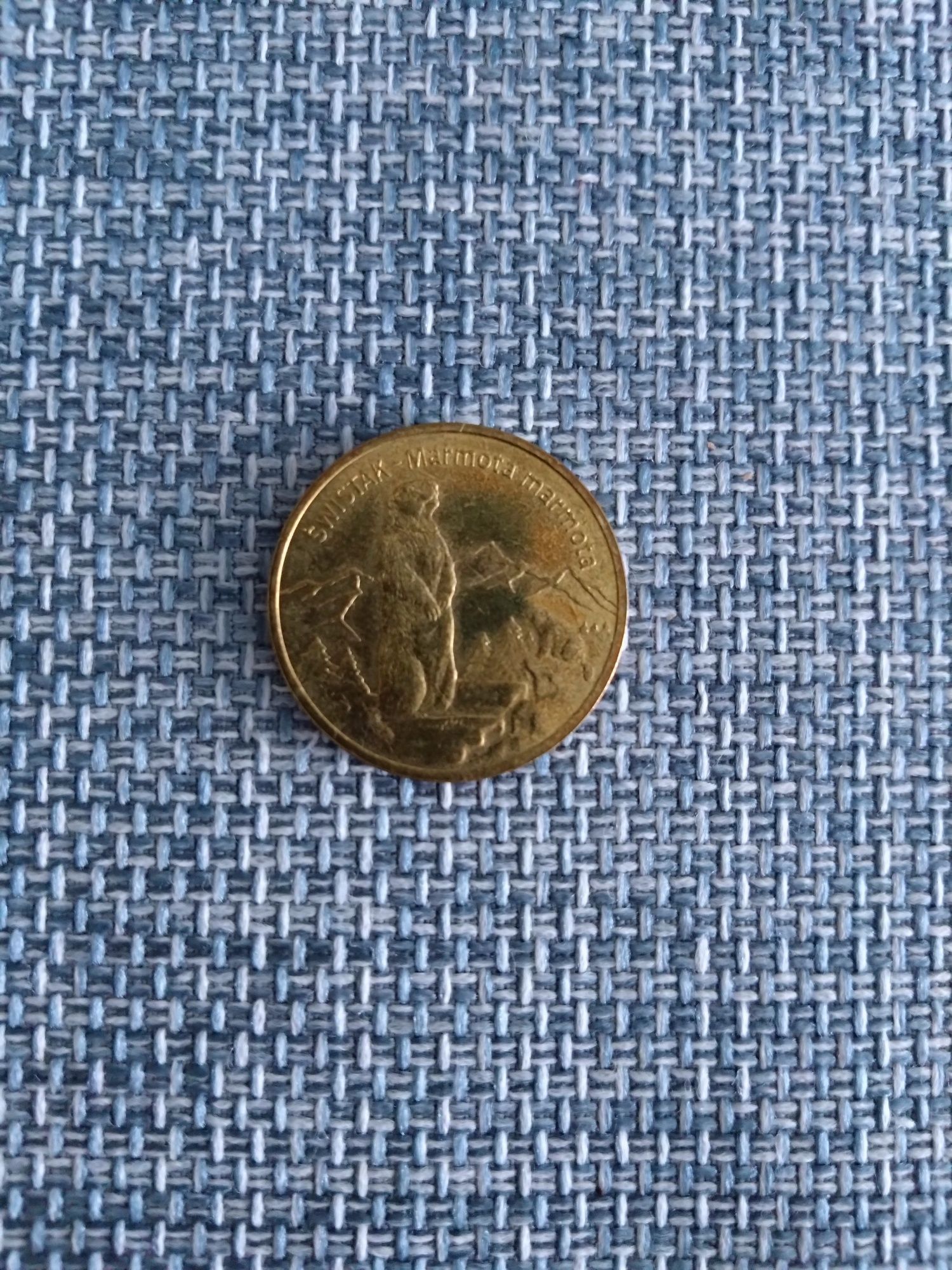 2 złote świstak Marmota Marmota
