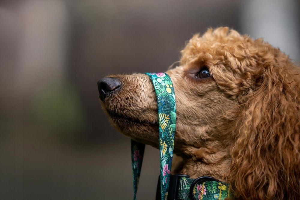 bandanka bandana chustka apaszka dla psa kundelka 25x22x16,5 cm m