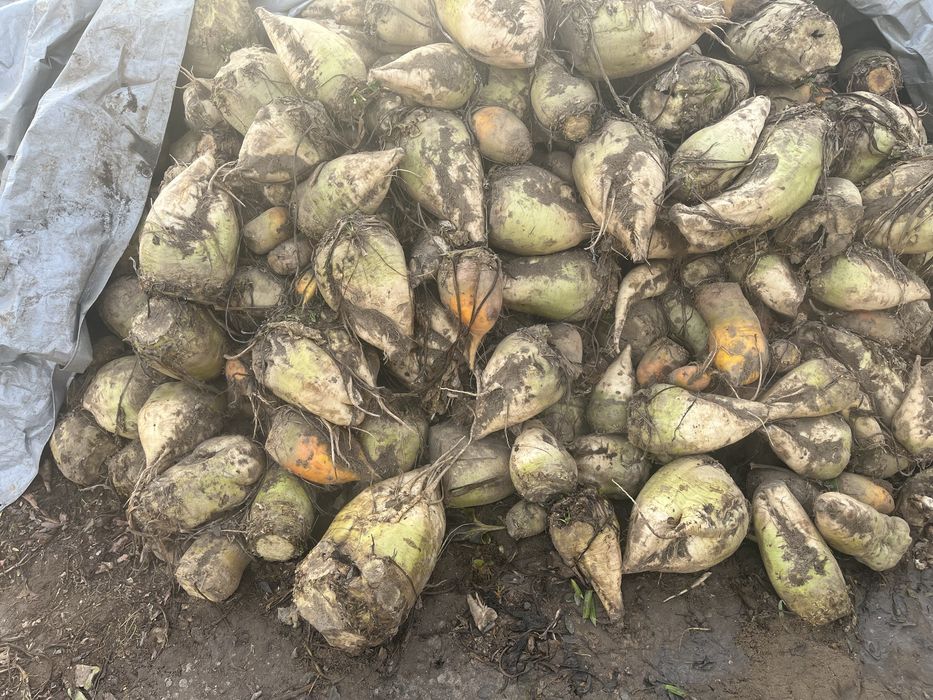 Sprzedam buraki pastewne