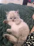 Ragdoll Kotka Blue point.Rodowód FPL,wielu utytułowanych przodków