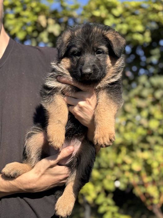 Цуценята німецької вівчарки