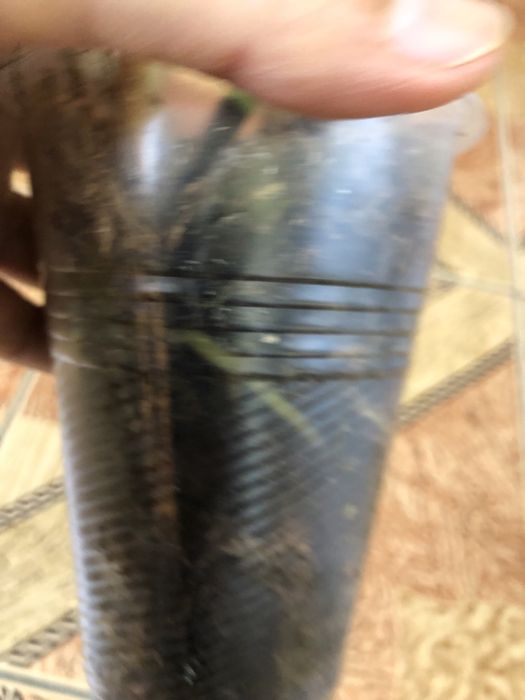 Орхідея каттлея поділка