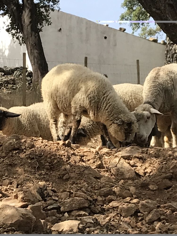 Borrego cruzado sullfok.