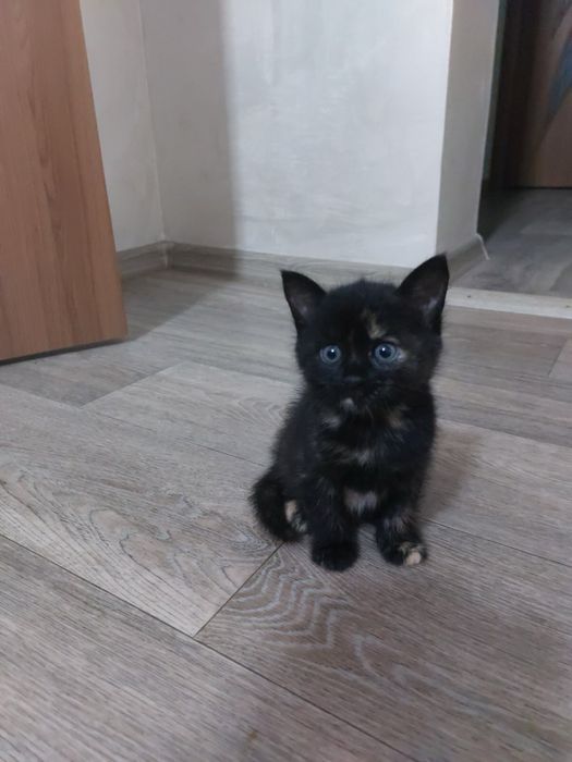 Котики в добрі руки!