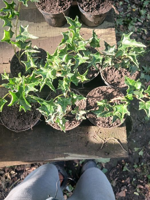 Саджанці плюща плющ