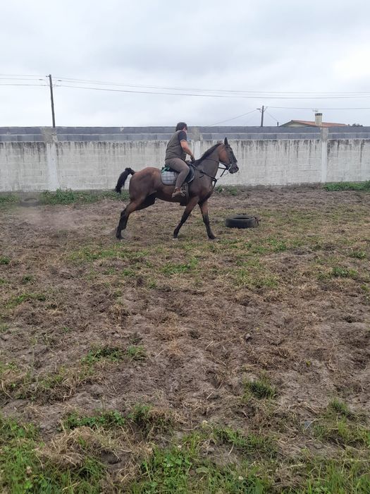 Vendo cavalo montado