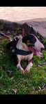 Bull Terrier para adoção