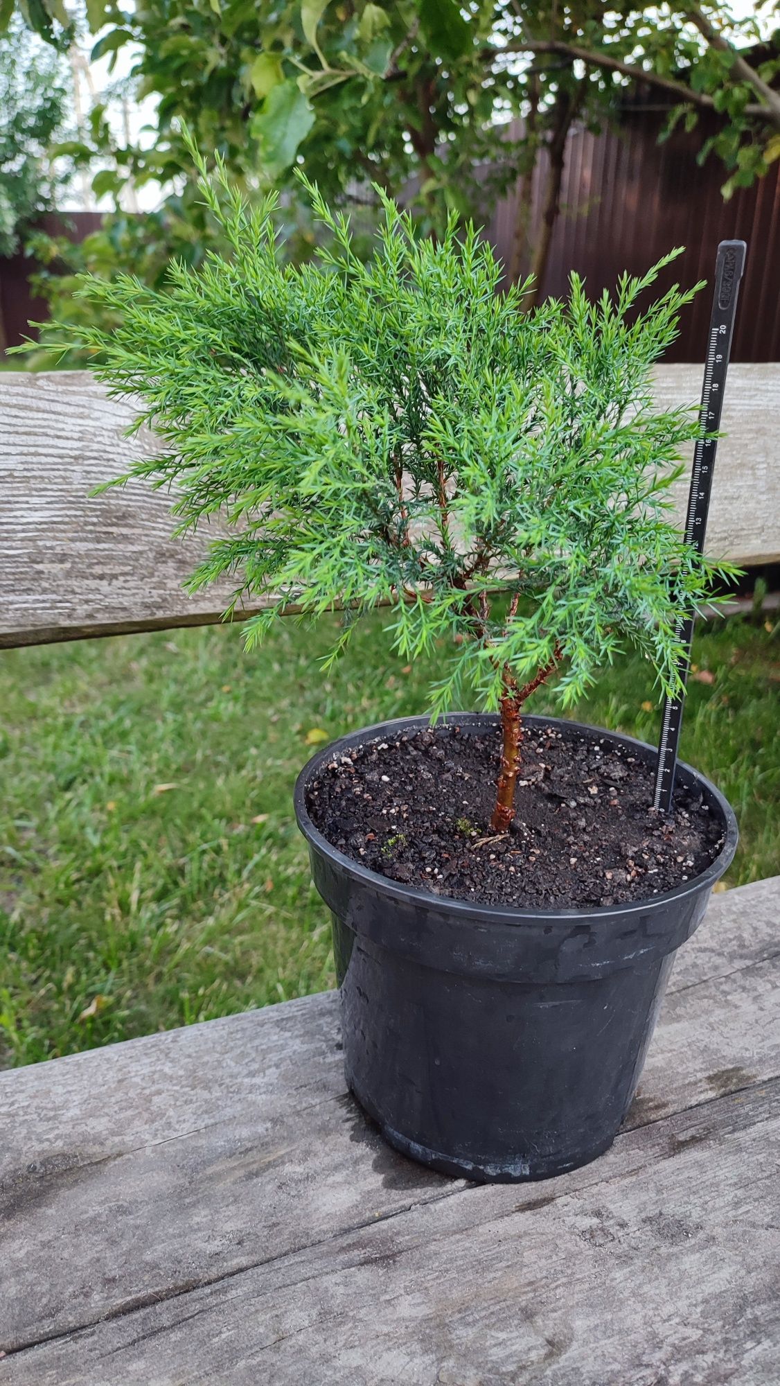 Ялівець козацький Pfitzeriana Glauca С3