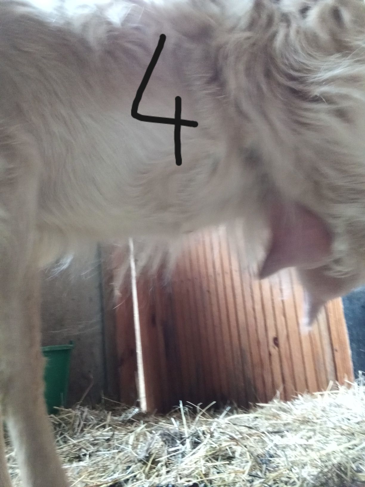 Kozy z mlekiem i jedna bez