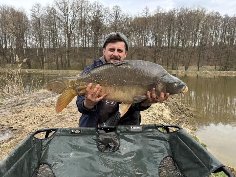 Karp na łowiska 7-10 kg tarlaki