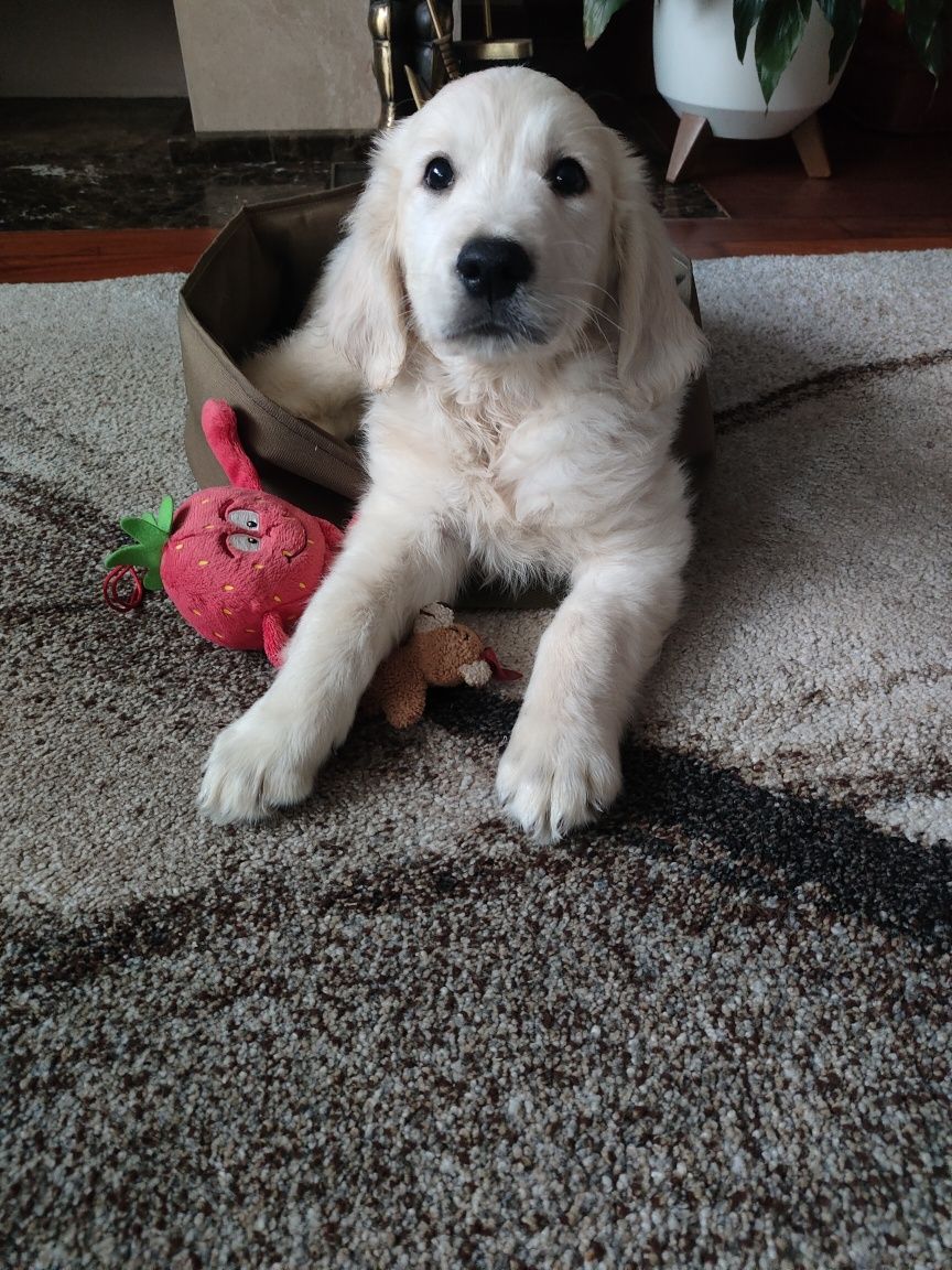 Golden Retriever piesek