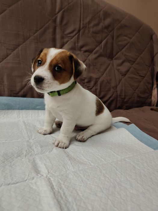 Piesek Jack Russell Terier odbiór początek grudnia