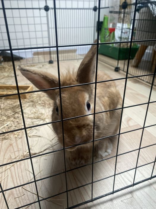 Oddam za darmo króliczka domowego