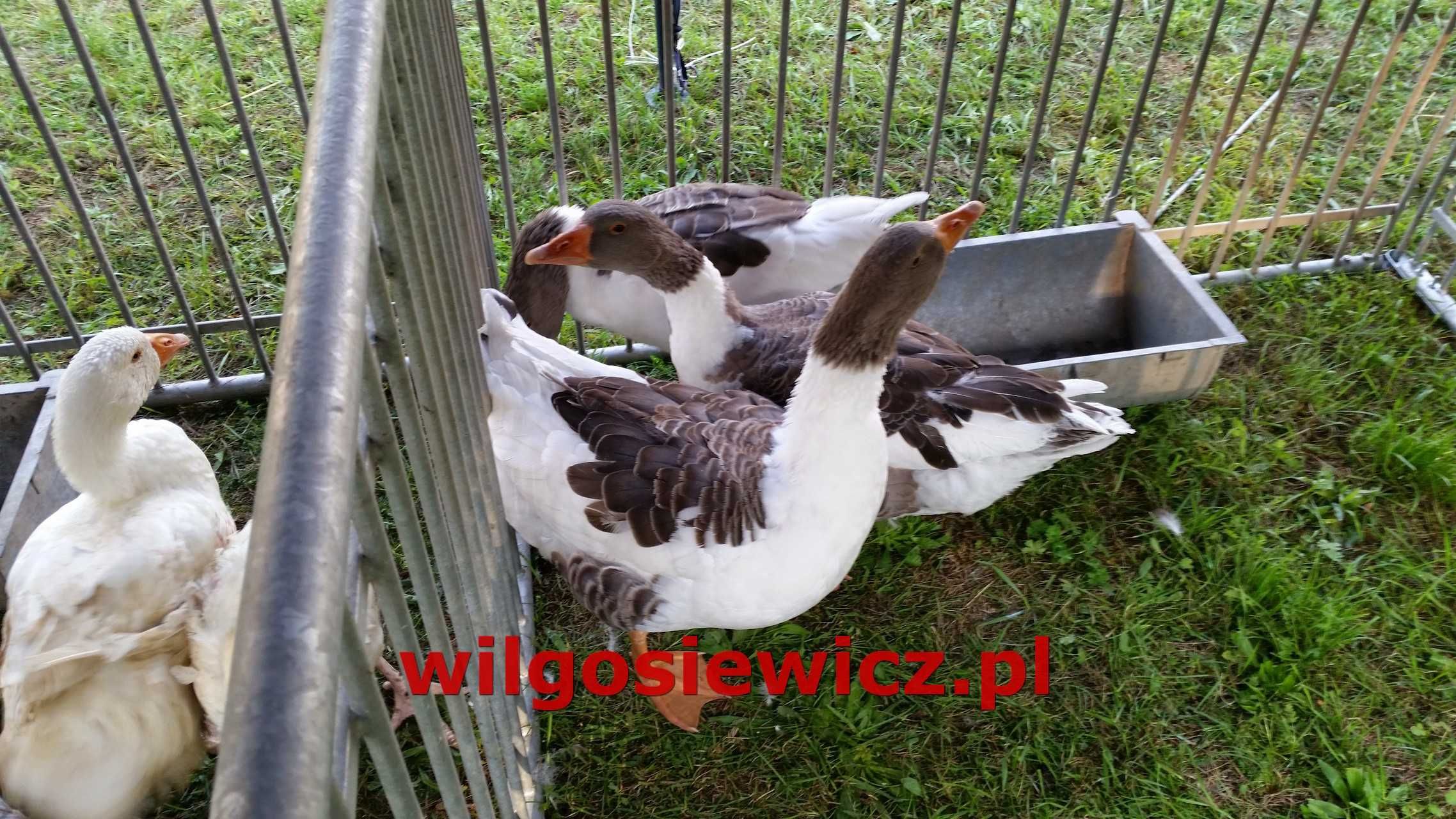 Gęsi na wagę dowóz GRATIS
