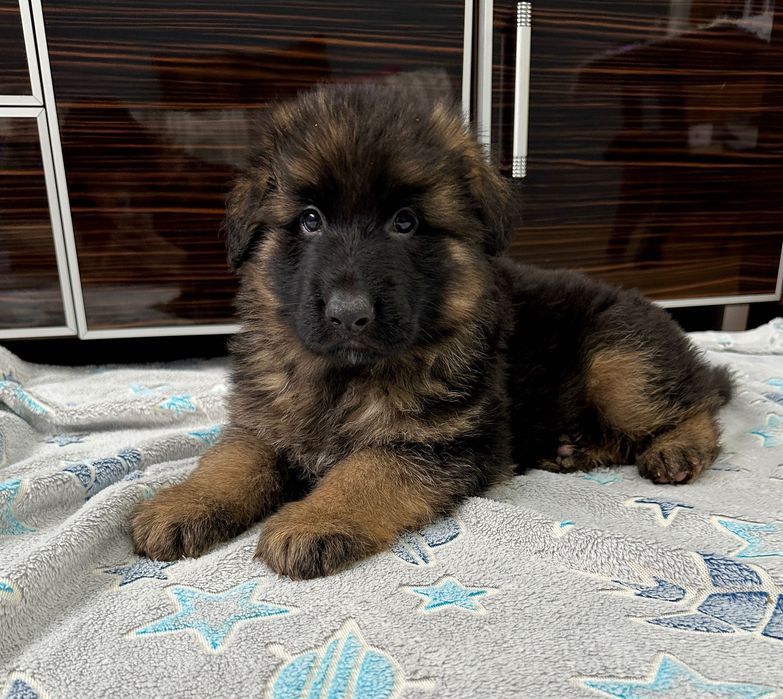 Piesek Owczarka Niemieckiego długowłosy FCI