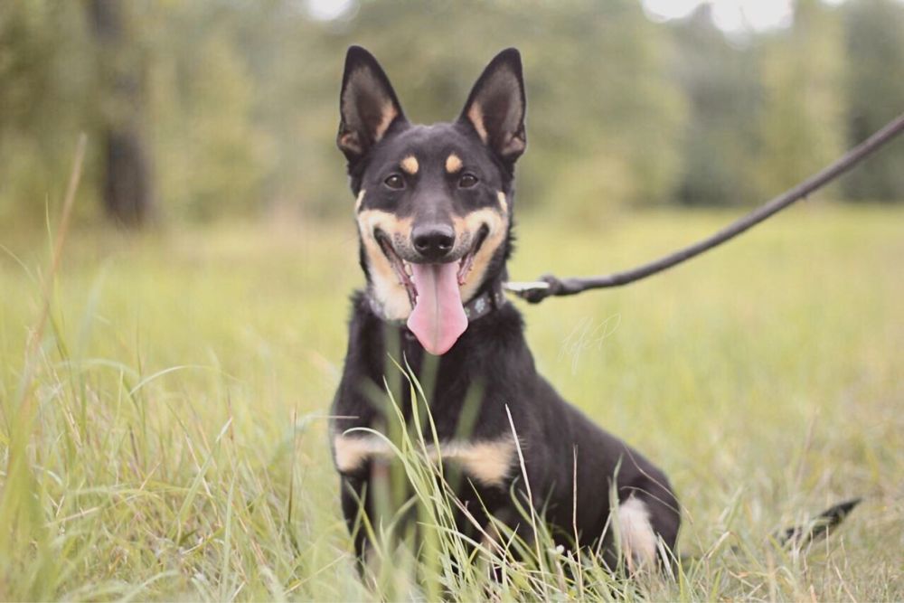 Uśmiechnięty, wesoły i przyjacielski Lisek szuka domu!