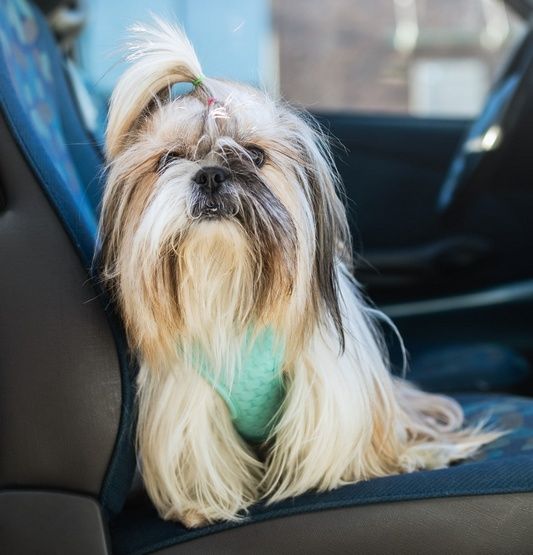 Bezuciskowe szelki dla psa z dwupaskową regulacją - Dingo M miętowe