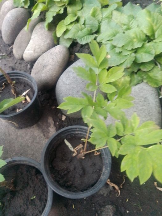 Продам кусты юкки садовой двух  и саженцы древовидного пиона видов