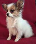 Papillon - Spaniel kontynentalny sunia