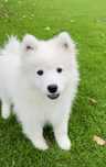 Piękny szczeniaczek Samojed/ Samoyed Gotowy do odbioru