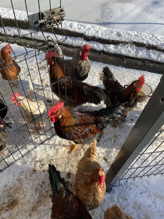 koguty włochy sprzedam