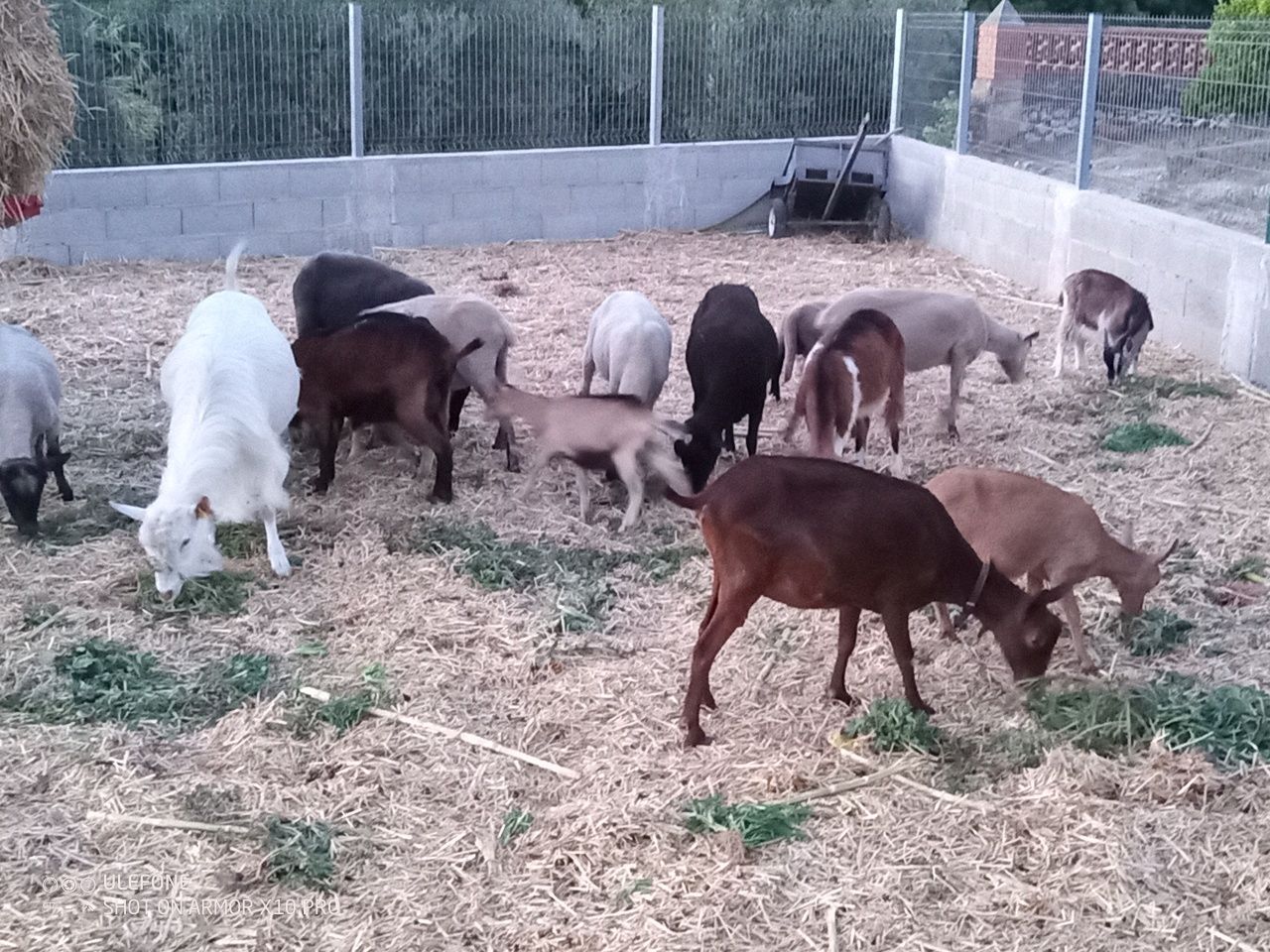 Ovelhas e cabras