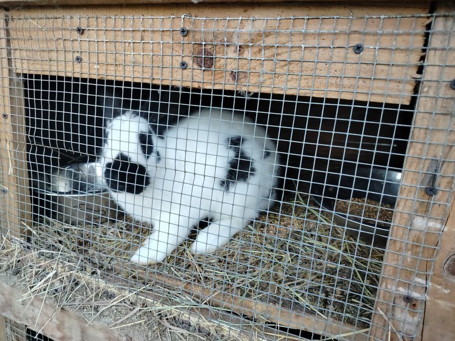 3 samce ok pół roczne