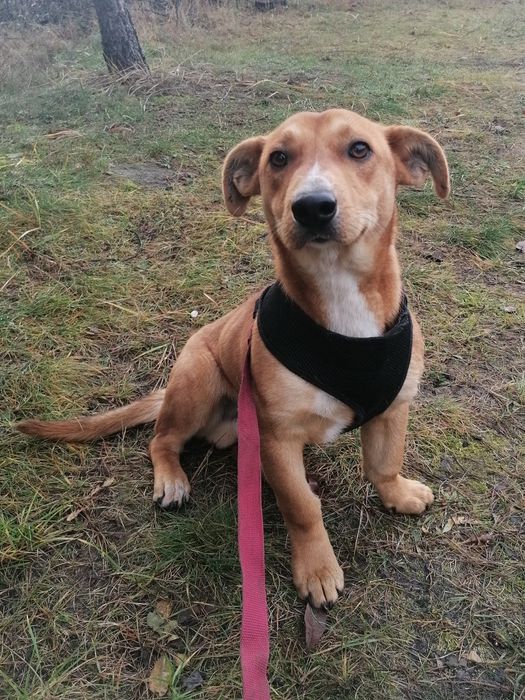 TOFIK mały młody przyjazny pies szuka domu