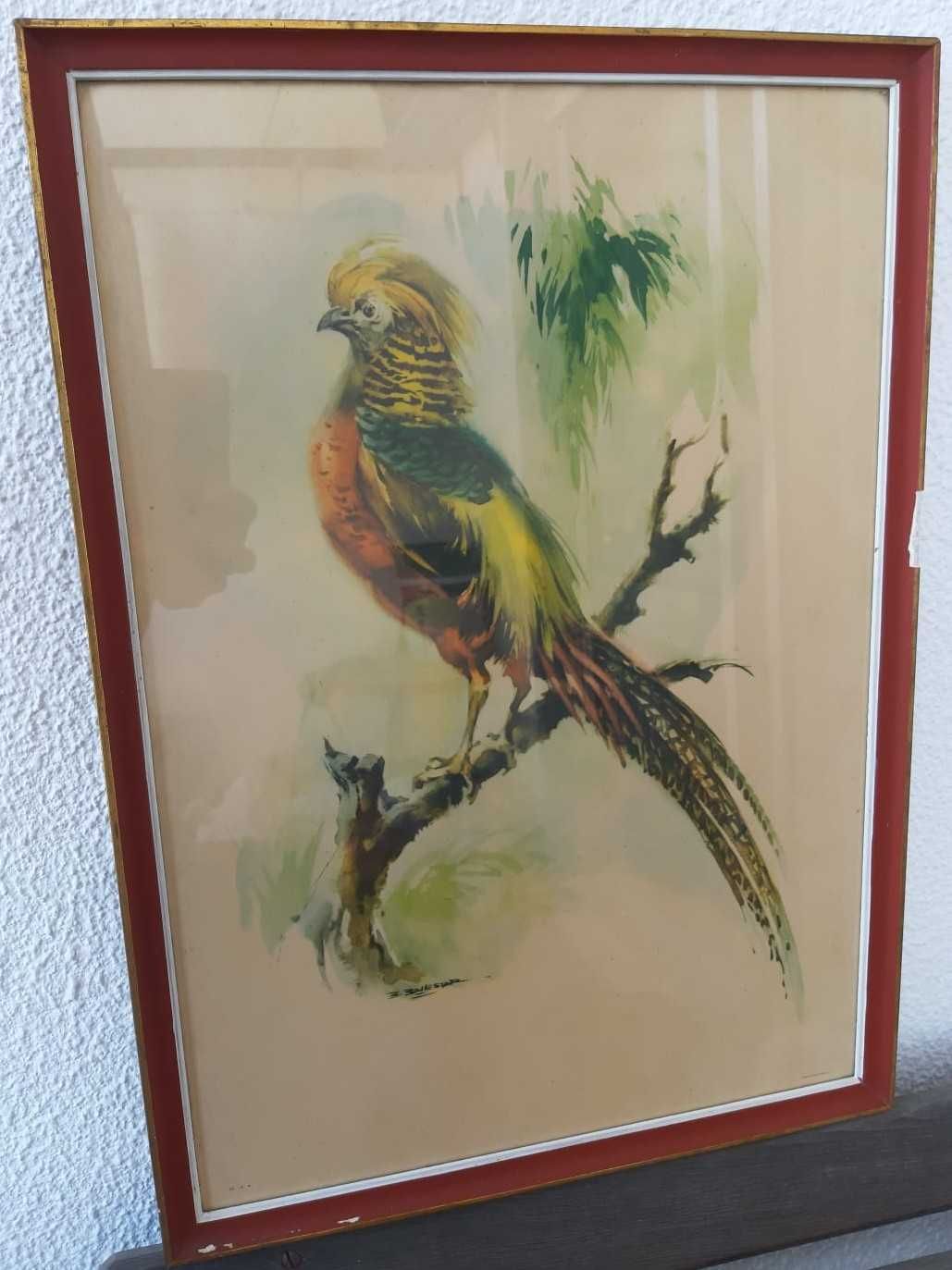 Quadros vintage 0,52x0,37 c/ temas de aves