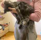 Котики Мей куни безкоштовно