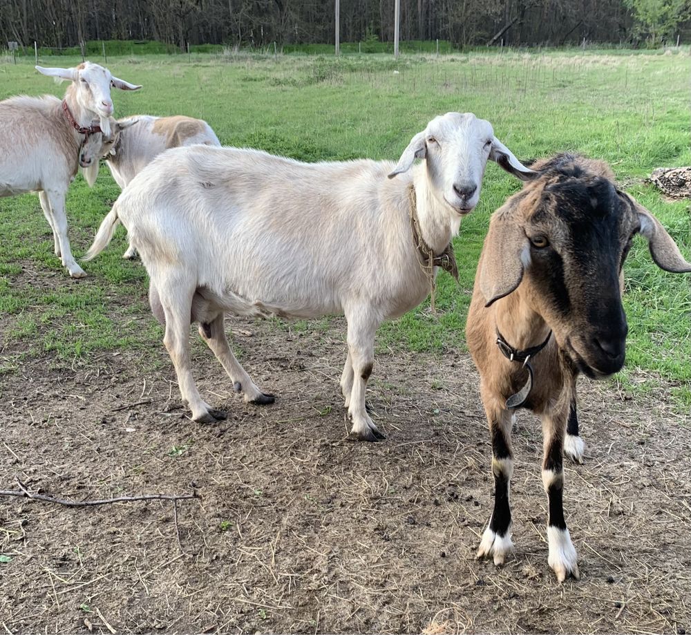 Англо нубийские кози дойние