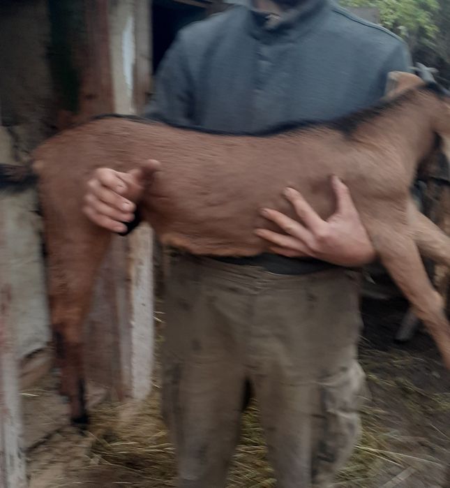 Продам козлика англонуб