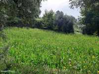 Terreno Agrícola - Valdosende