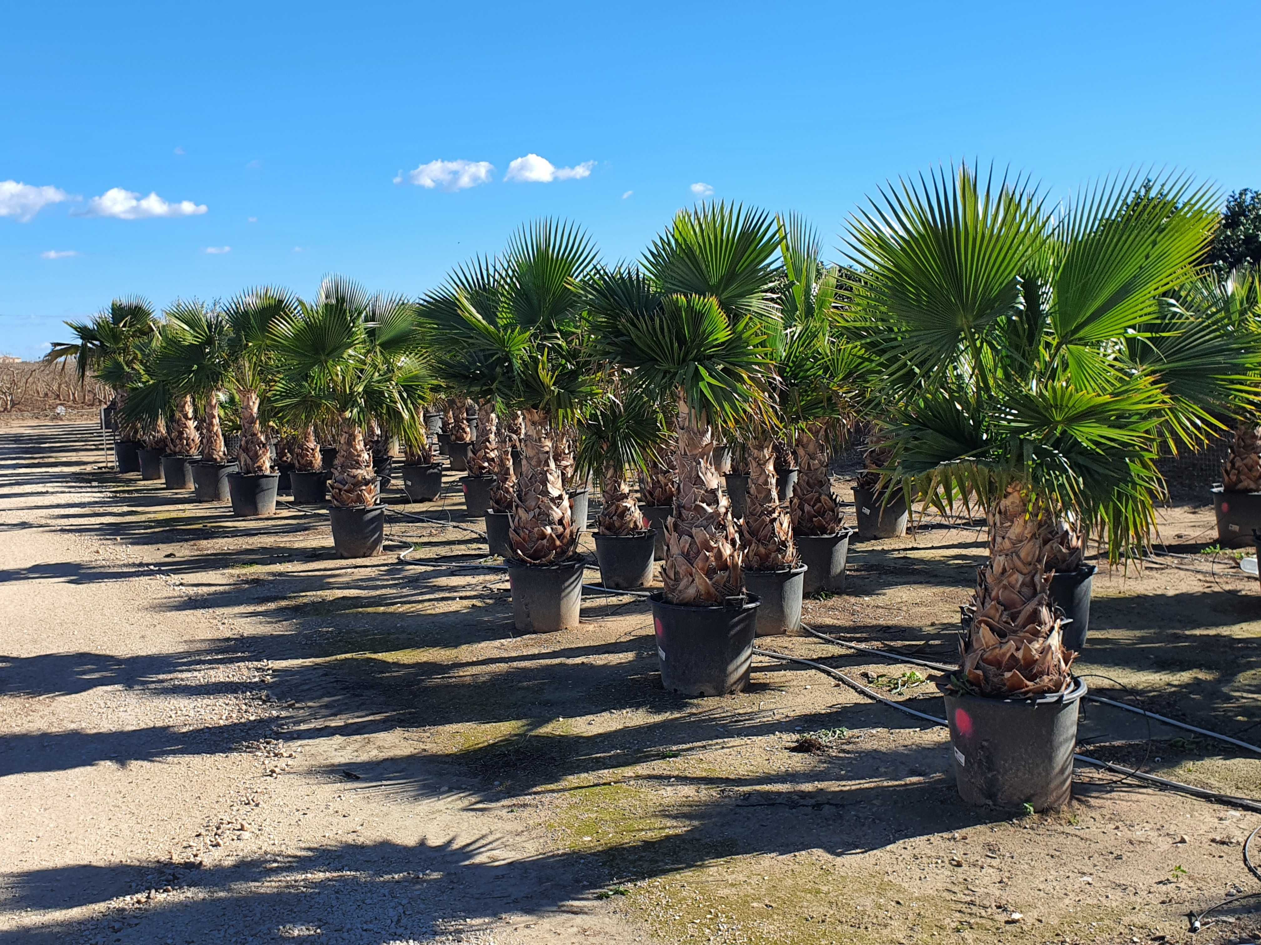 Washingtonia Robusta palma mrozoodporna -5° ogród  basen  taras palmy