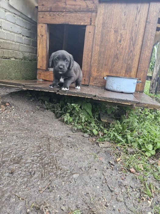 oddam pieski w dobre ręce